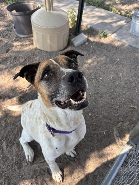 PENNY - Australian Cattle Dog/Blue Heeler available for adoption