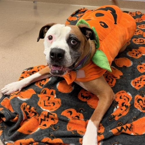 BEAR - American Bulldog available for adoption