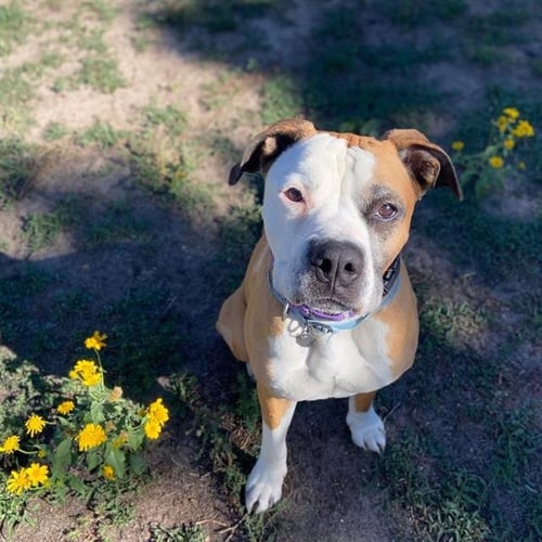 BEAR - American Bulldog available for adoption