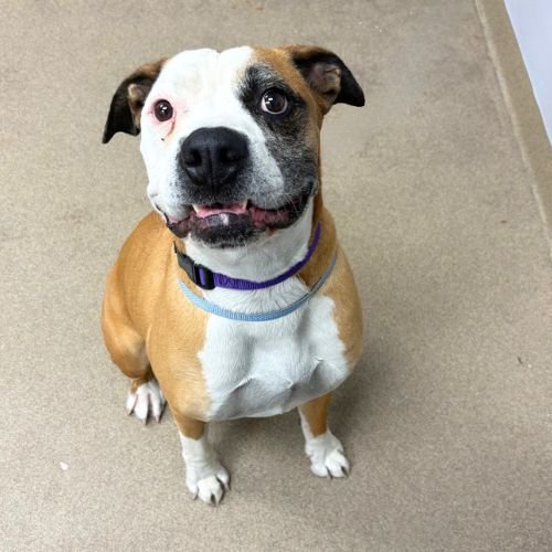 BEAR - American Bulldog available for adoption