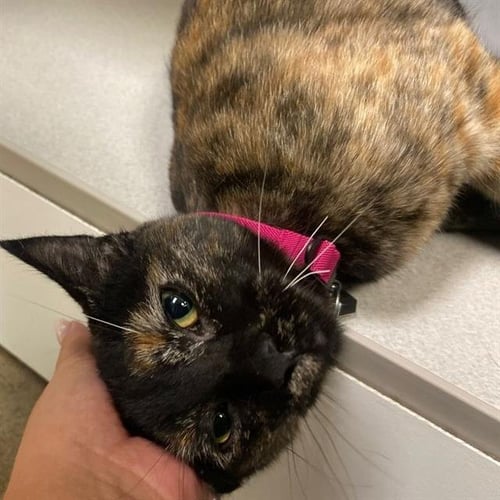 CINNAMON TOAST CRUNCH - Domestic Short Hair available for adoption