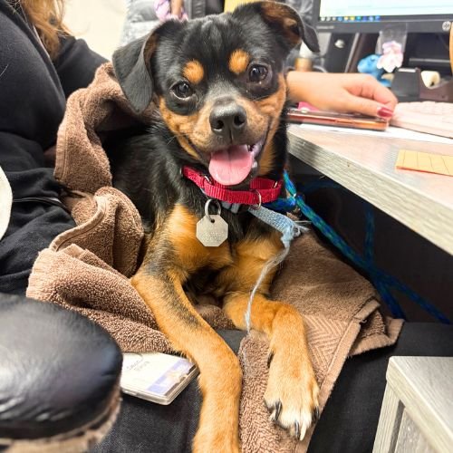 PETYR - Chihuahua available for adoption