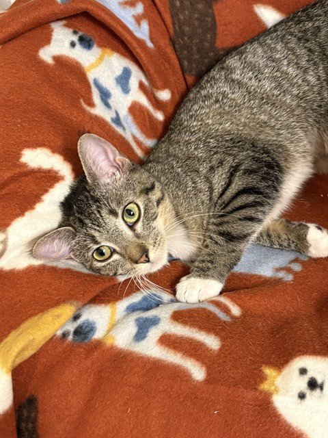 GUAVA - Domestic Short Hair available for adoption