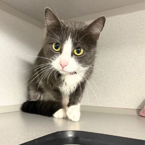SALEM - Domestic Short Hair available for adoption