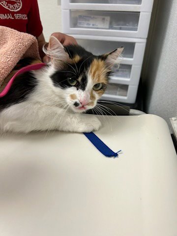 HANK - Domestic Medium Hair available for adoption