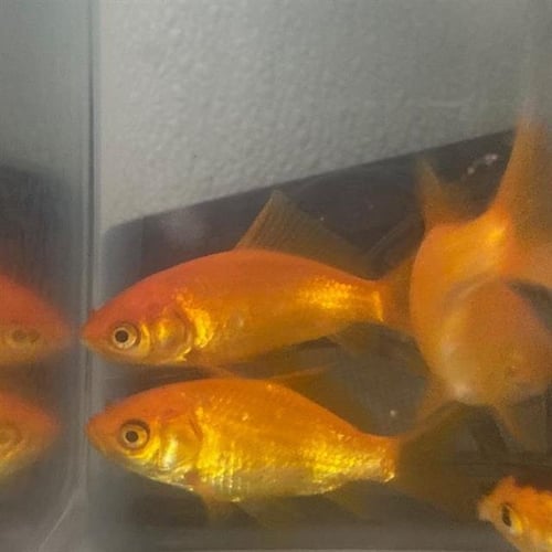 HARLEY FINN - Fish available for adoption