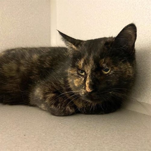 TORTILLA - Domestic Short Hair for adoption in Aurora