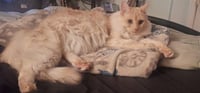 ASLAN - Photo 1