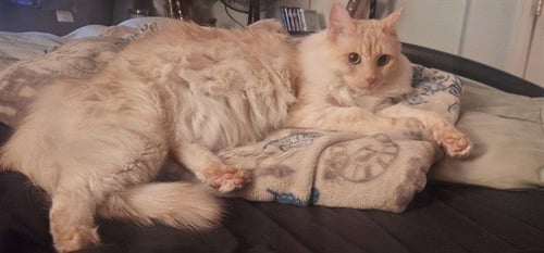 ASLAN - Domestic Medium Hair available for adoption