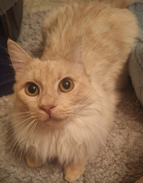 ASLAN - Domestic Medium Hair available for adoption
