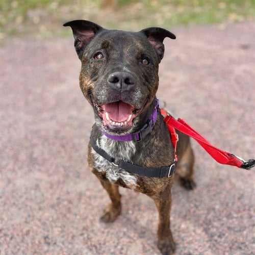 KAI WACHI - American Pit Bull Terrier available for adoption