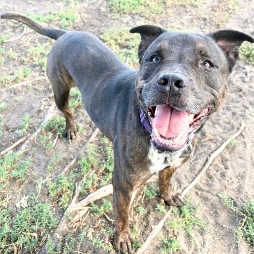 BURT - American Pit Bull Terrier available for adoption