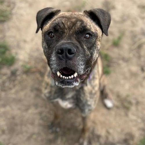 KODA - Boxer available for adoption