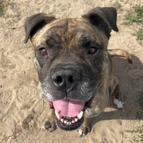 KODA - Boxer available for adoption