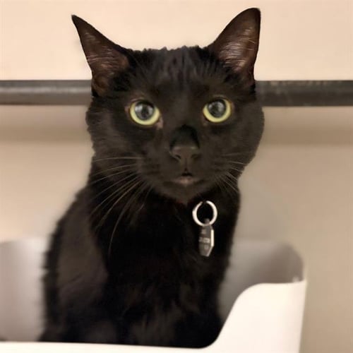 KURO - Domestic Short Hair available for adoption
