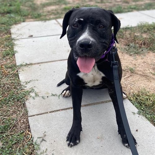 FLAPJACK - American Pit Bull Terrier available for adoption