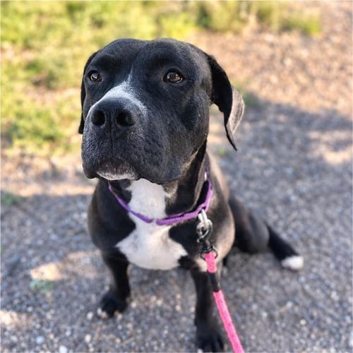 FLAPJACK - American Pit Bull Terrier available for adoption