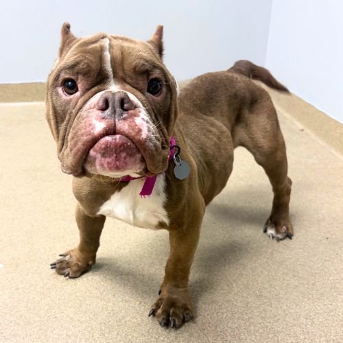 GIGI - Pit Bull Terrier available for adoption
