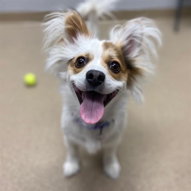 MAXIMO - Chihuahua / Papillon available for adoption