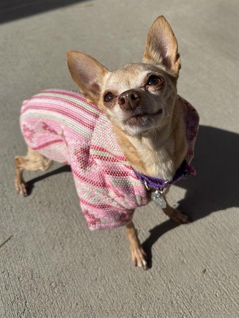 COOKIE - Chihuahua available for adoption