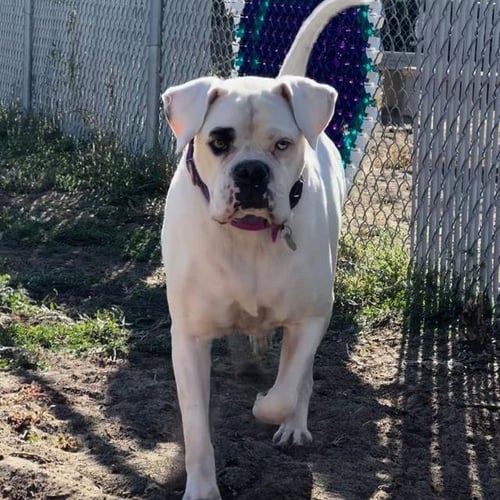DOTTY - Boxer available for adoption