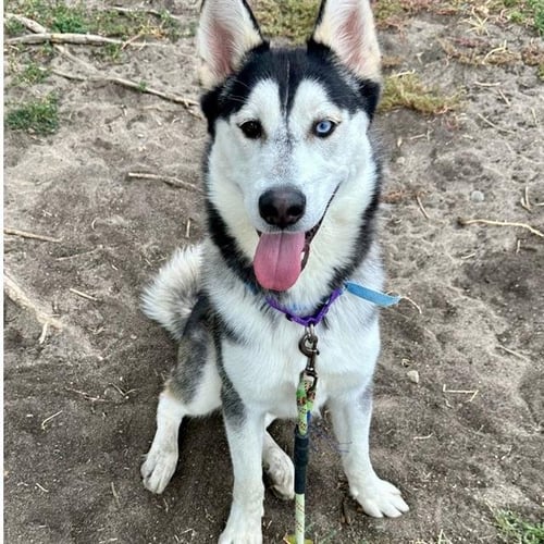 S'MORES - Husky available for adoption