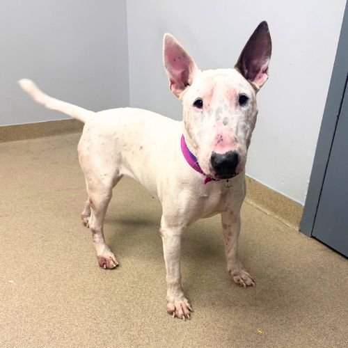 FRANKIE - Bull Terrier available for adoption
