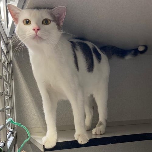 PIPPA - Domestic Short Hair available for adoption