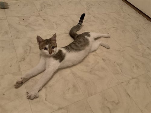 PAPAYA - Domestic Short Hair available for adoption