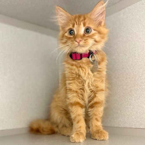 THING 2 - Domestic Medium Hair available for adoption