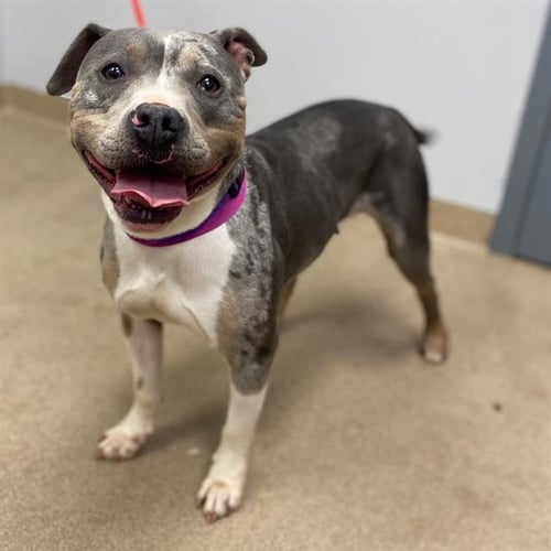 LAYLA - Staffordshire Bull Terrier available for adoption