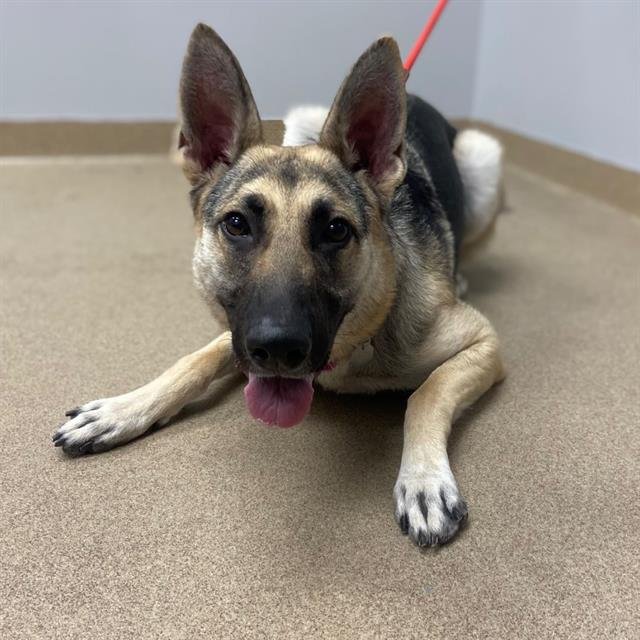 TRISH - German Shepherd Dog available for adoption