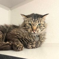 CHARLES - Photo 1