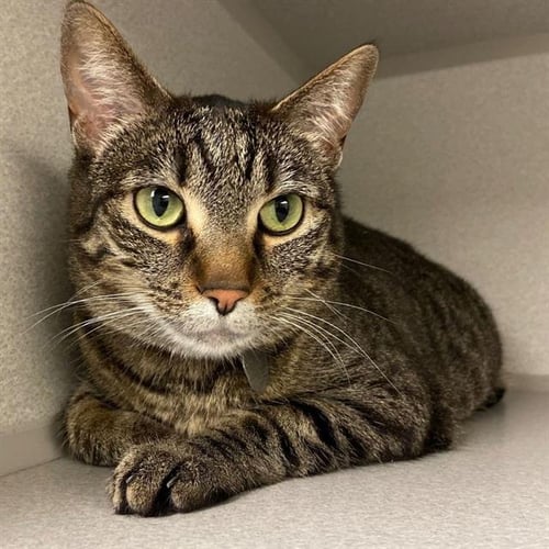 CONSTANCE - Domestic Short Hair available for adoption