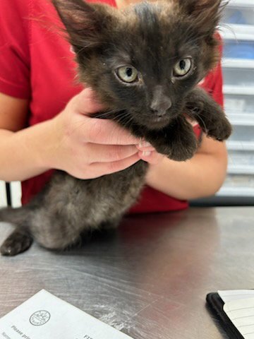 A251678 - Domestic Medium Hair available for adoption