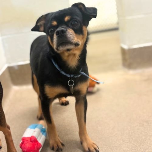 JAMIE LANNISTER - Chihuahua available for adoption