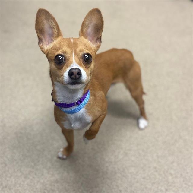 TAMALE - Chihuahua available for adoption