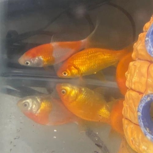 MARLIN MONROE - Fish available for adoption