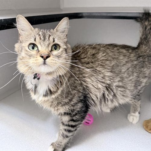 CHEX MIX - Domestic Long Hair available for adoption