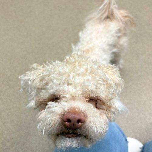 FIGMENT - Maltese / Poodle (Miniature) available for adoption