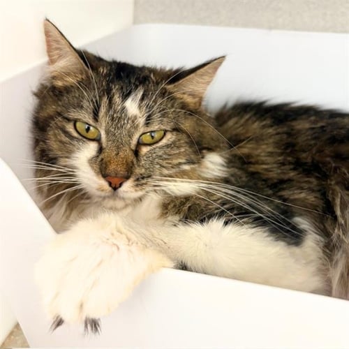 MIA - Domestic Long Hair available for adoption
