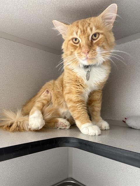 GUS - Domestic Short Hair available for adoption