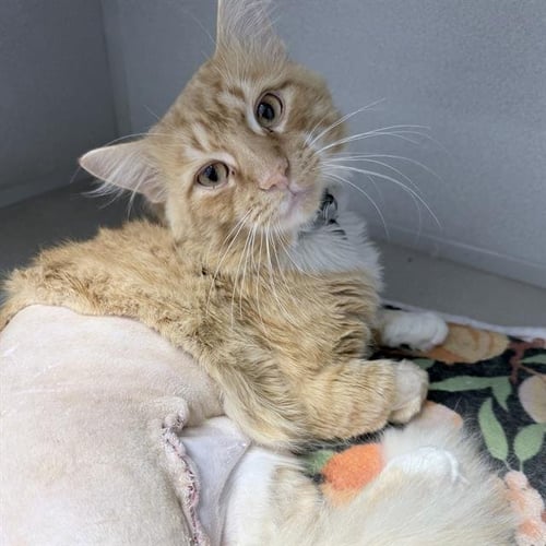 GUS - Domestic Short Hair available for adoption