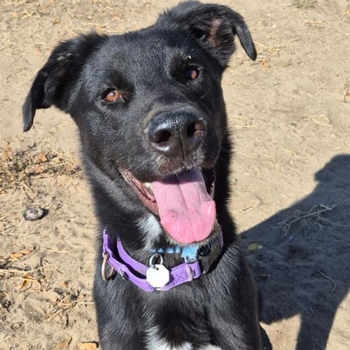 POE - Labrador Retriever available for adoption