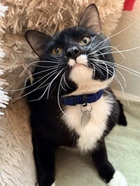 MR WHISKERS - Photo 1