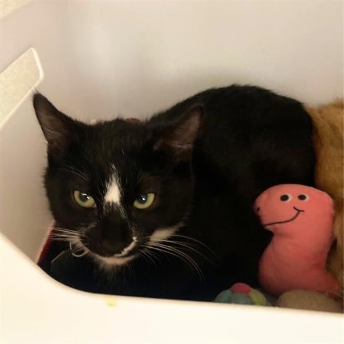 CHOCO TACO - Domestic Short Hair available for adoption
