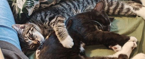 CHOCO TACO - Domestic Short Hair for adoption in Aurora