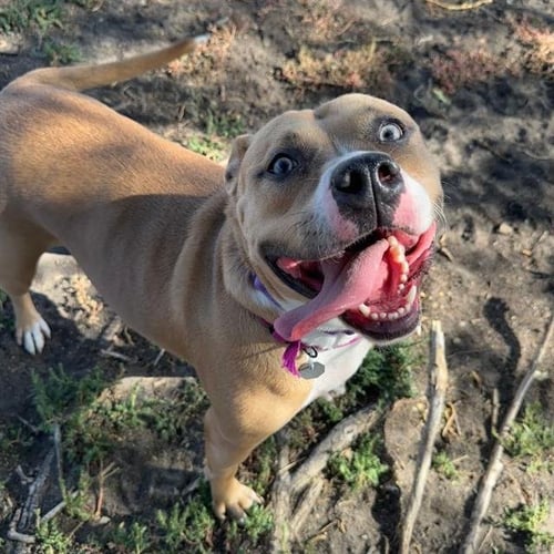 EVERLY - Pit Bull Terrier available for adoption