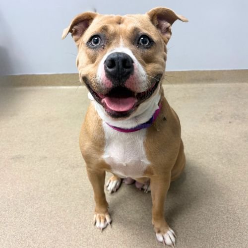 EVERLY - Pit Bull Terrier available for adoption