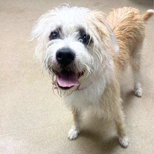 LUCILLE - Wheaten Terrier available for adoption